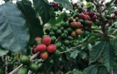 Menikmati Harum Vanili dan Kopi Nusantara yang Kini Menguasai Panggung Gastronomi Dunia