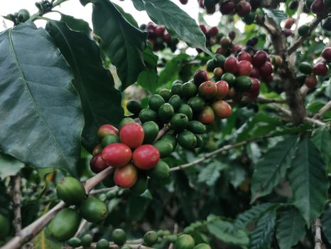 Menikmati Harum Vanili dan Kopi Nusantara yang Kini Menguasai Panggung Gastronomi Dunia