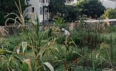 Menanam Masa Depan: Langkah Kecil dari Meja Makan untuk Ketahanan Pangan Berkelanjutan