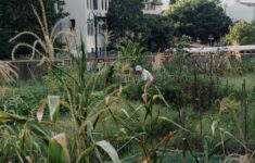 Menanam Masa Depan: Langkah Kecil dari Meja Makan untuk Ketahanan Pangan Berkelanjutan