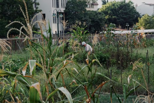 Menanam Masa Depan: Langkah Kecil dari Meja Makan untuk Ketahanan Pangan Berkelanjutan