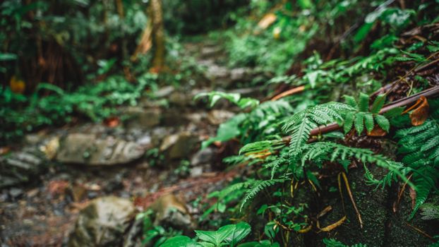 Menjelajah Belantara Nusantara: Tren Wisata Outdoor Berkelanjutan untuk Menyegarkan Jiwa dan Raga