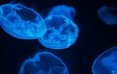 Menyingkap Rahasia Fenomena Alam Misterius Nusantara yang Menakjubkan Mata Dunia